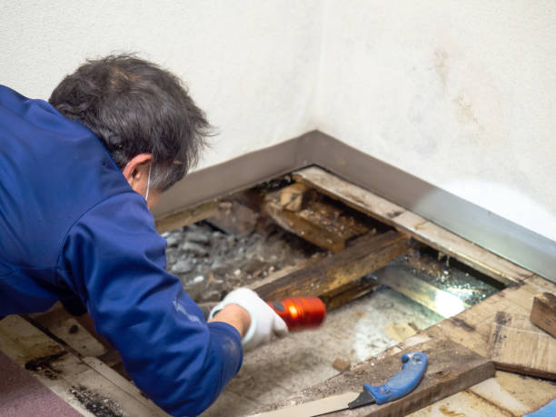 Best Mold Damage Repair  in Lebanon, VA