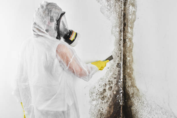 Best Black Mold Removal  in Lebanon, VA