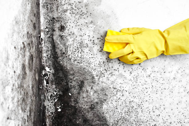 Attic Mold Removal in Lebanon, VA