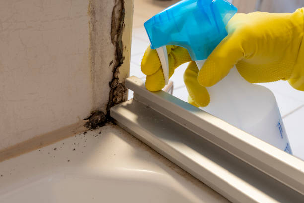 Best Black Mold Removal  in Lebanon, VA