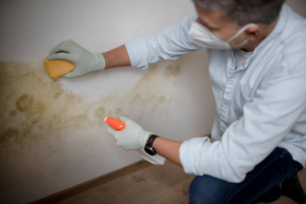 Best Certified Mold Removal  in Lebanon, VA