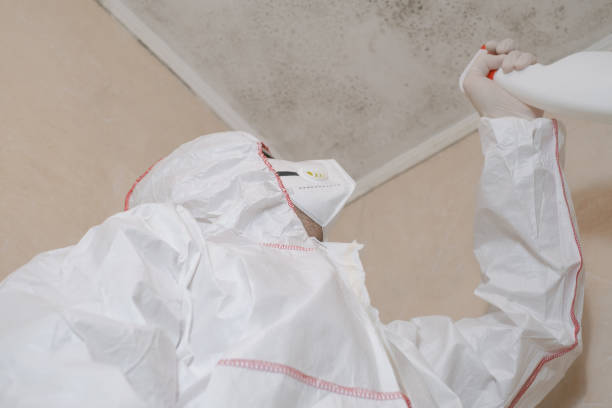 Best Commercial Mold Removal  in Lebanon, VA