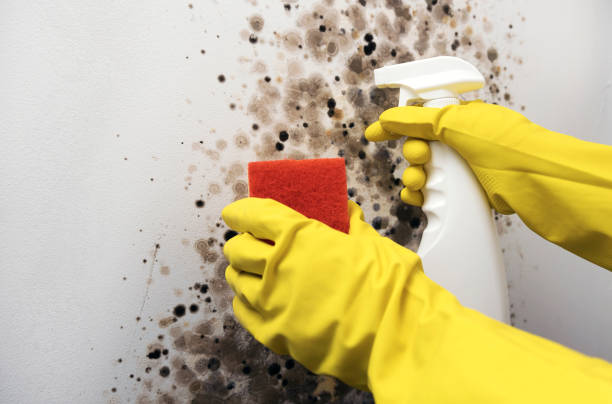 Best Professional Mold Removal  in Lebanon, VA