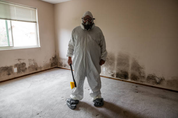 Best Fast Mold Removal  in Lebanon, VA
