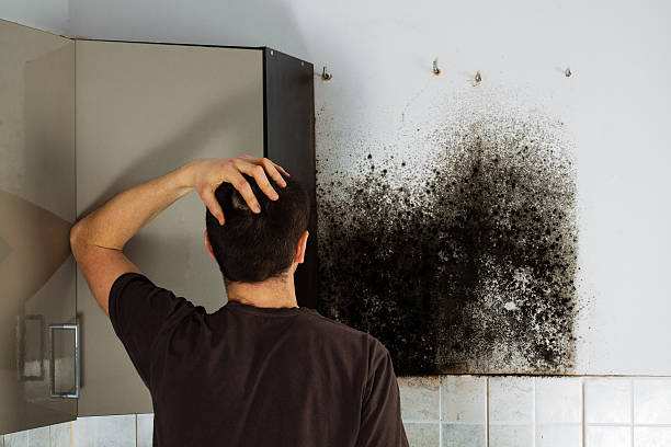 Mold Removal Process in Lebanon, VA
