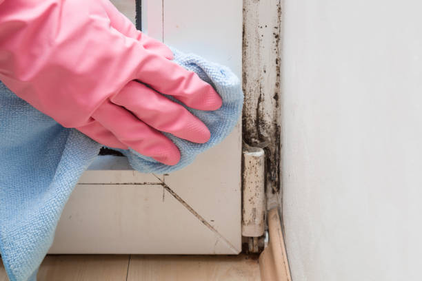  Lebanon, VA Mold Removal Pros