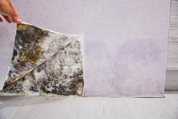 Best Attic Mold Removal  in Lebanon, VA
